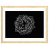Backyard Flowers In Black And White No 110 thumbnail