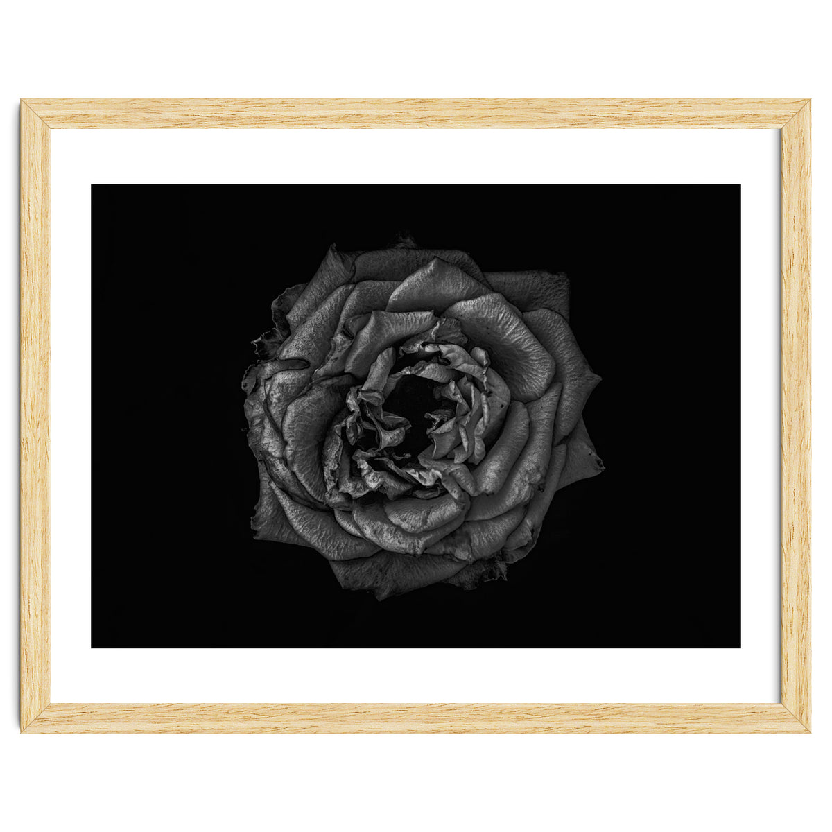 Backyard Flowers In Black And White No 110