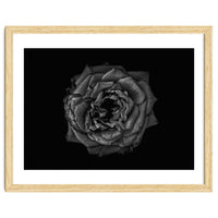 Backyard Flowers In Black And White No 110