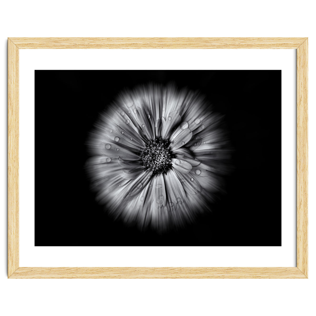 Backyard Flowers In Black And White No 10 Flow Version