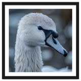 Close Up Of A Swan Head Covered In Water Droplets thumbnail