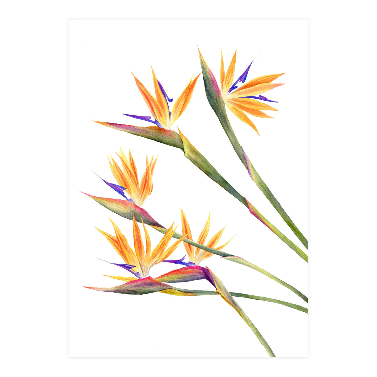 Strelitzien (Print Only)