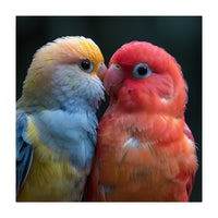 Two Lovebirds Nuzzling Close Up Portrait (Print Only)