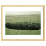 Small forest - Iceland thumbnail