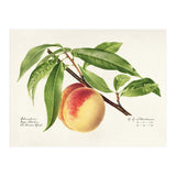 Royal Charles Steadman – Peach Twig (Prunus persica) (1918) (Print Only) thumbnail