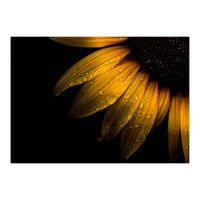 Backyard Flowers No 28 Sunflower (Print Only)