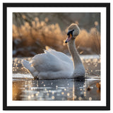 Majestic Swan On Calm Water During Sunset Nature Scene thumbnail