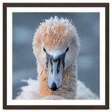 Majestic Swan Covered In Frost And Snow thumbnail