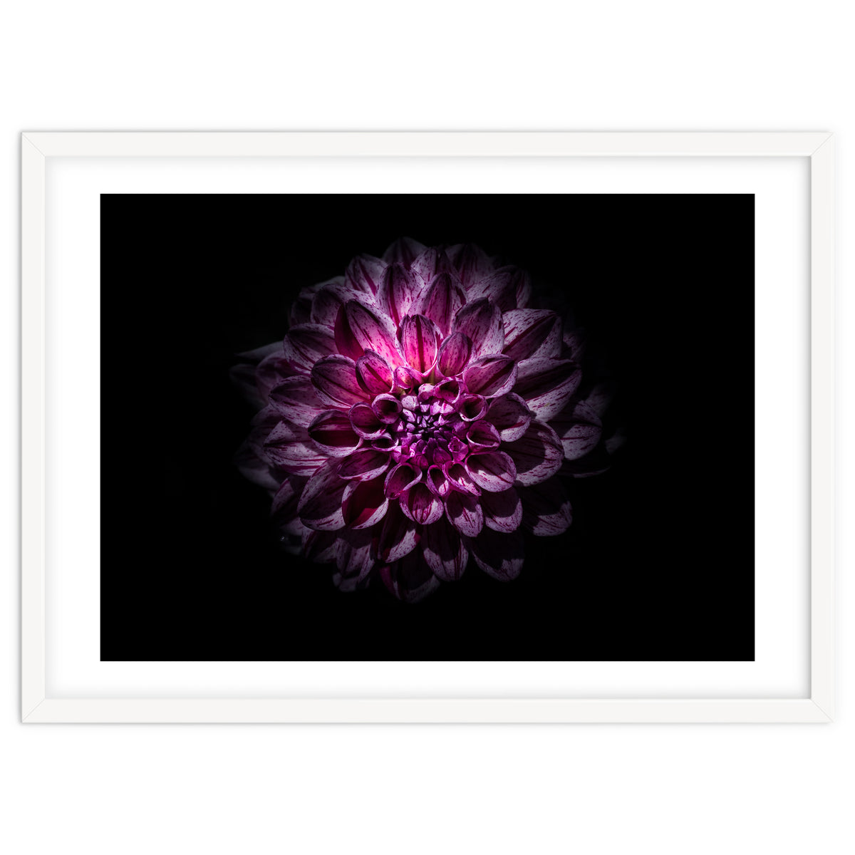 Backyard Flowers No 57 Color Version