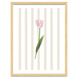 Single Tulip thumbnail