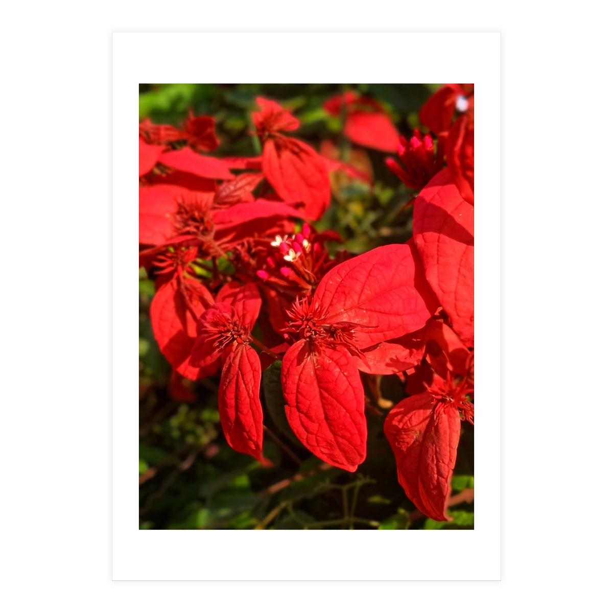 Red Quisqualls Plant Flowers (Print Only)