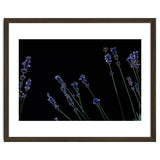 Honeybee and lavender thumbnail
