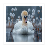 Swan Floating Serene On Calm Water (Print Only)