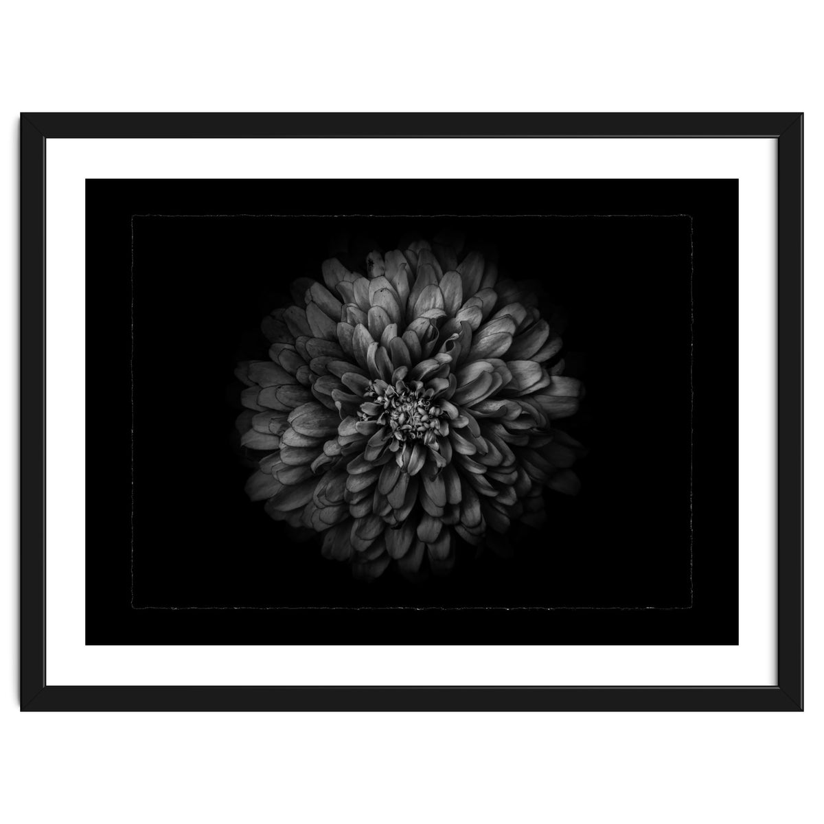 Backyard Flowers In Black And White No 68 with Border