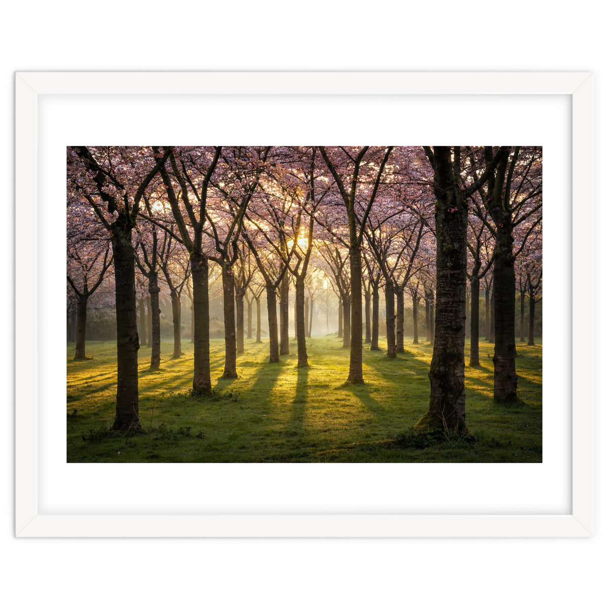 Blooming cherry trees in soft morning light
