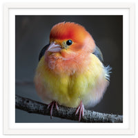 Beautiful Bird With Vibrant Orange And Yellow Plumage