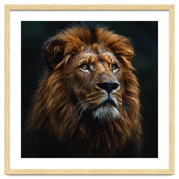 Majestic Lion Portrait In Gentle Rain
