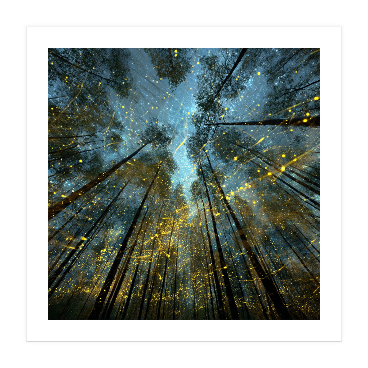 Enchanted Night Forest with Glowing Fireflies (Print Only)