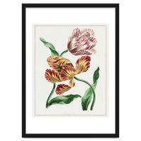 John Edwards – Various Tulips (1791)
