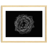 Backyard Flowers In Black And White No 110 thumbnail