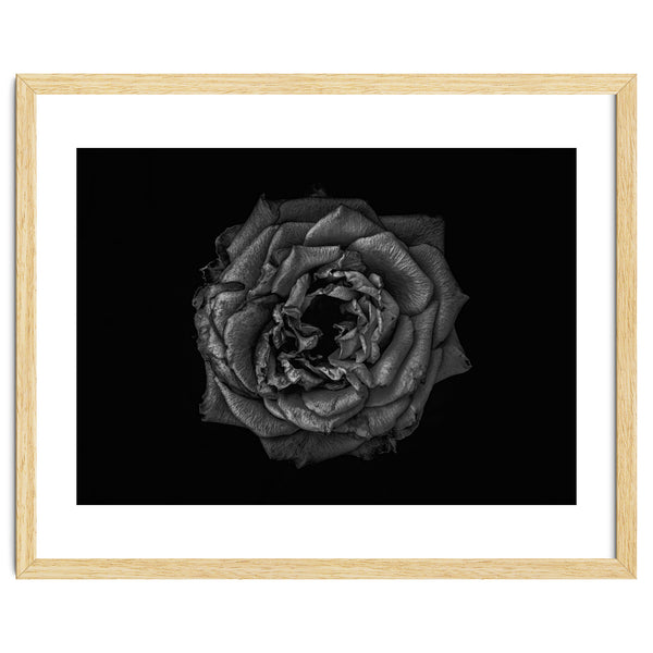 Backyard Flowers In Black And White No 110