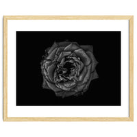 Backyard Flowers In Black And White No 110