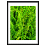 Green Ferns thumbnail