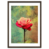 A Vibrant Red Rose thumbnail
