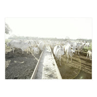 LIVING TOGETHER - WHITE COWS FAMILY (Print Only)