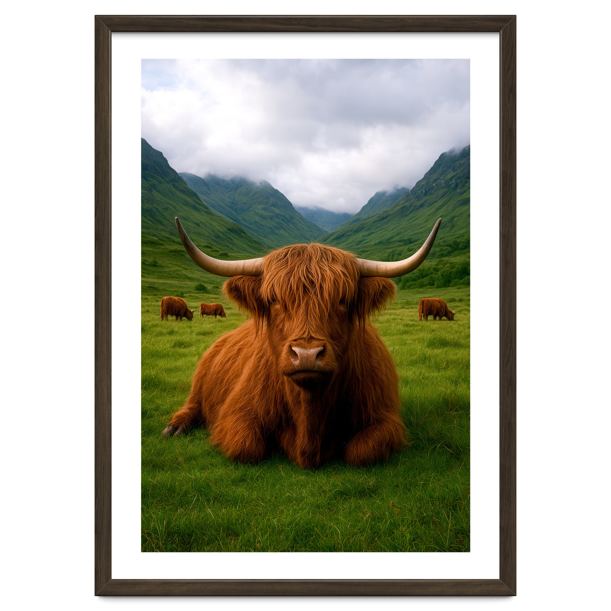 Highland Cow in Scotland