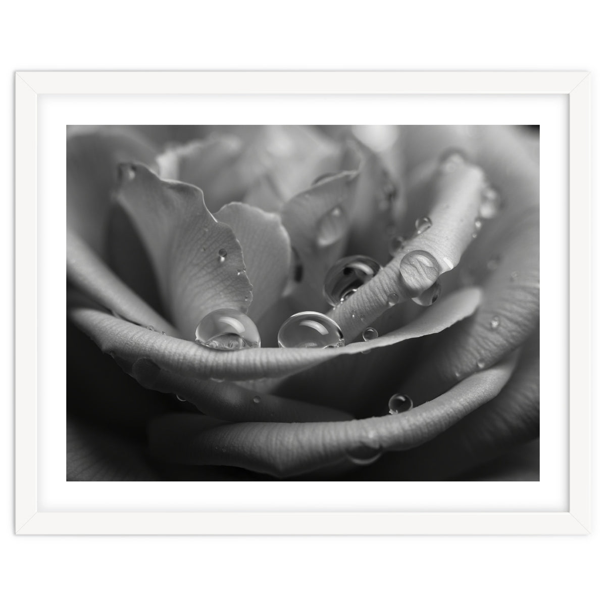 Ethereal Monochromatic Rose Petal Macro