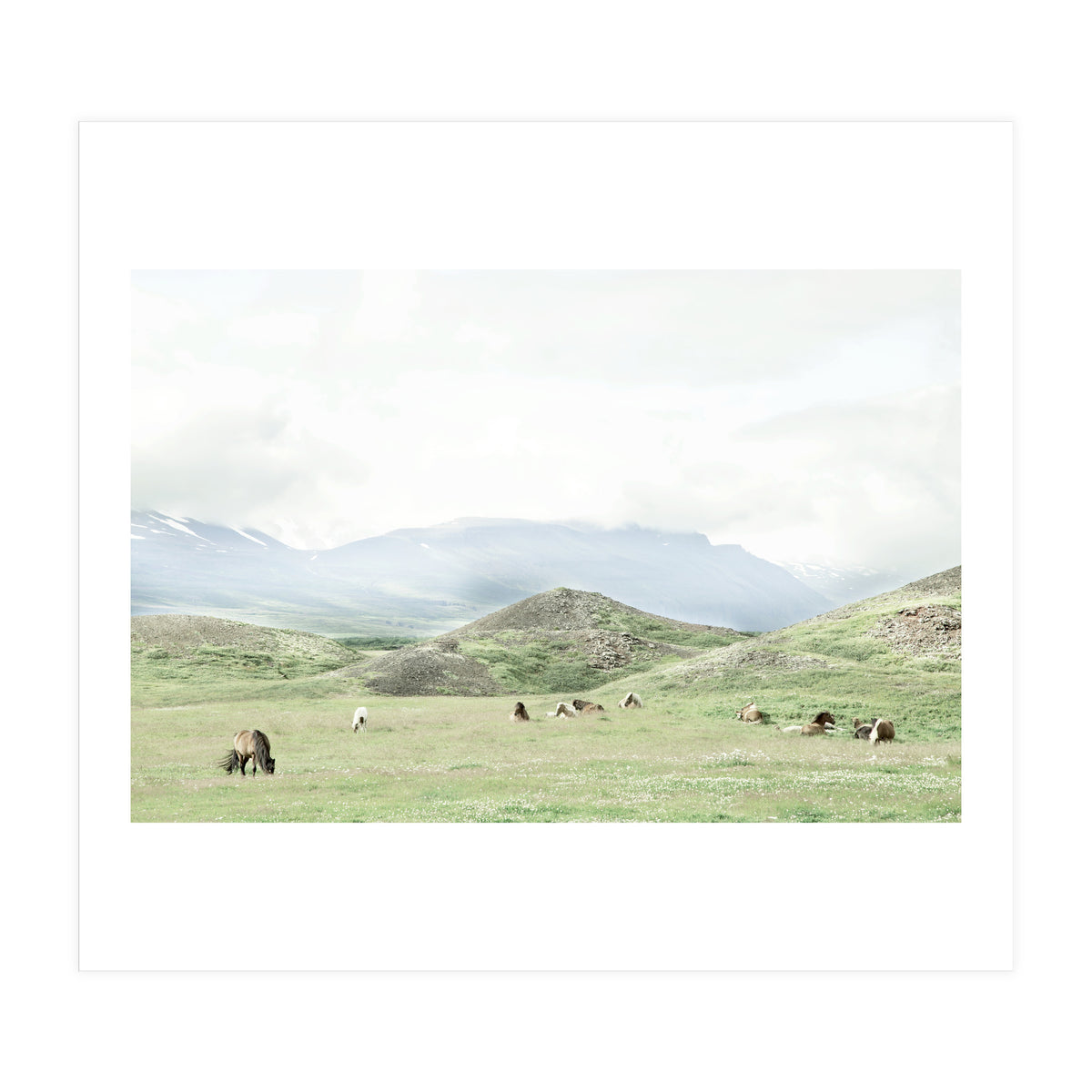 Relaxing horses on a sunny day calm field - Iceland (Print Only)