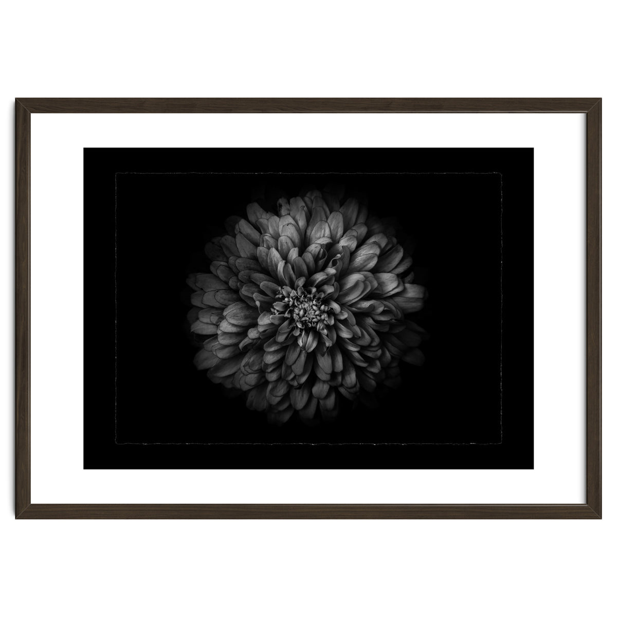 Backyard Flowers In Black And White No 68 with Border