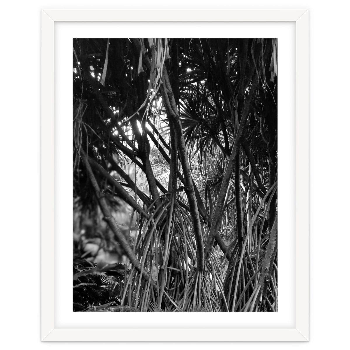 Black Tectorius Plant Art