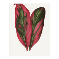 Alexander Francis Lydon & Benjamin Fawsett – Pink Dracaena Terminalis Leaf (1865) (Print Only)