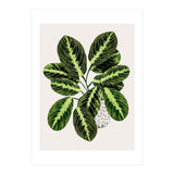 Maranta Plant (Print Only) thumbnail