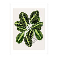 Maranta Plant (Print Only)