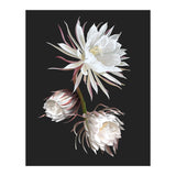 Queen Of The Night (Print Only) thumbnail