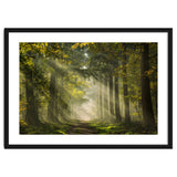Sunrays in a Dutch forest thumbnail