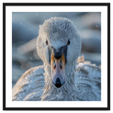 Close Up Of A Swan In Frost Winter Bird Close Up thumbnail