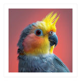 Cockatiel Parrot Head Close Up Portrait (Print Only) thumbnail