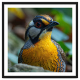 Close-up of a Yellow Bird featuring a Striking Red eye thumbnail