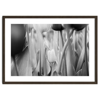 Tulip in the spotlight | Floral Photography | Black and White