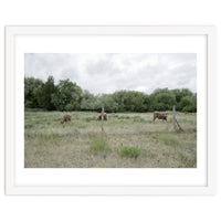 Cows in the farm