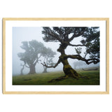 Forest queen thumbnail