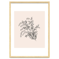 Acacia Botanical illustration