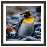 King Penguin In Snow With Water Droplets thumbnail