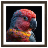 Close Up Parrot Face Red Blue Yellow Plumage thumbnail