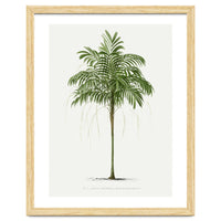 Oswald de Kerchove de Denterghem – Vintage Palm Tree Illustration (1878)