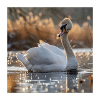 Majestic Swan On Calm Water During Sunset Nature Scene (Print Only)